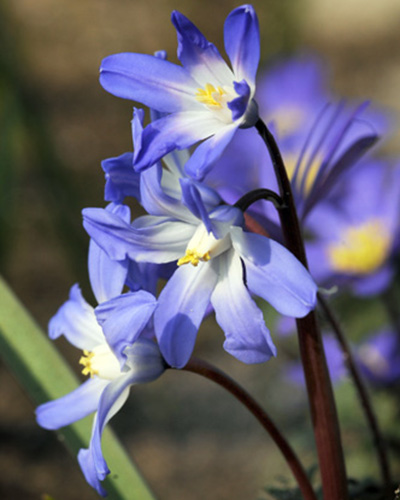 Chionodoxa luciliae.jpg
